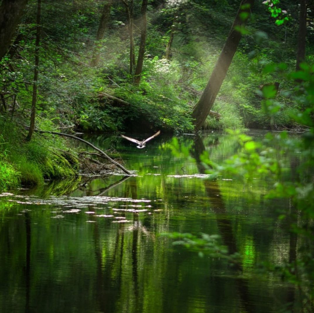 Wald mit Bach