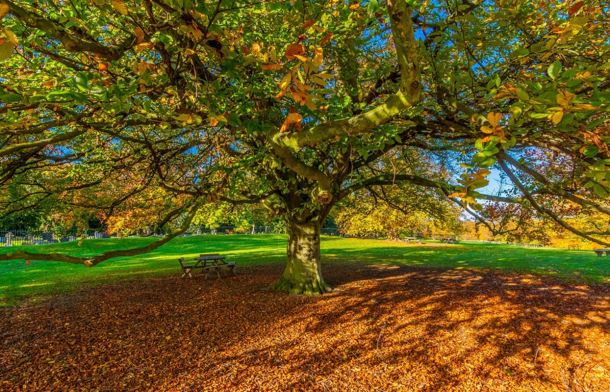 Herbstbaum