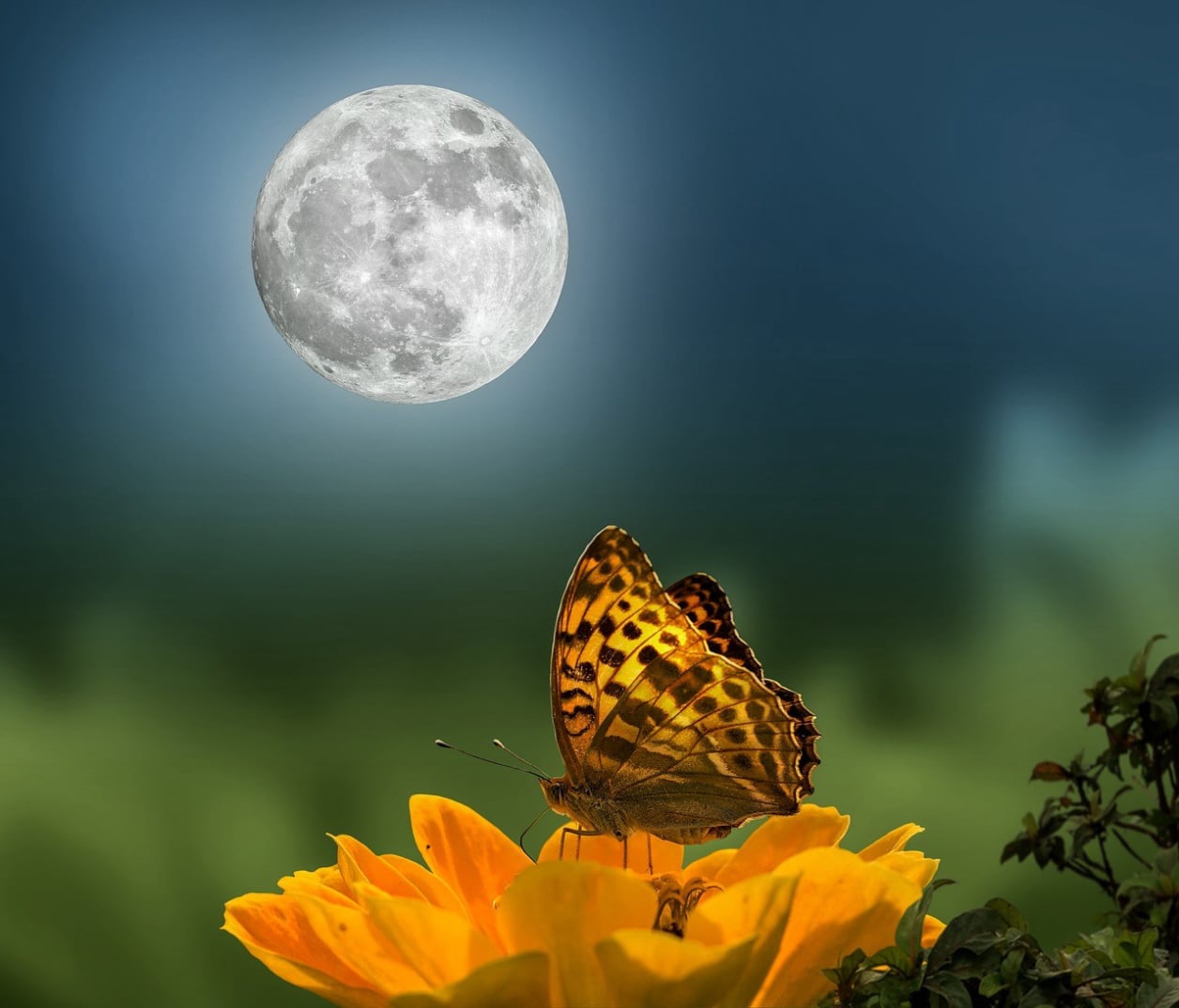 Mond mit Schmetterling und gelber Blume